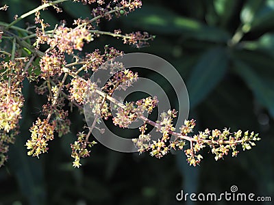 Mango flowers on the tree Stock Photo