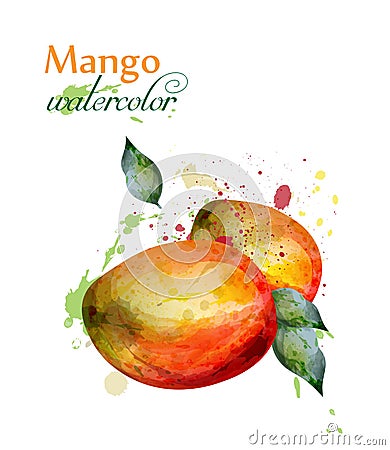 Mango fruit watercolor Vector. Delicious colorful isolated designs Vector Illustration
