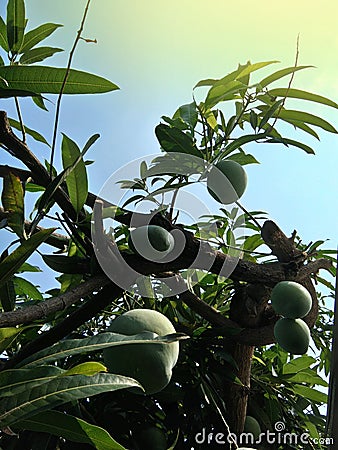 Mango fruits on tree, orange sunbeam Stock Photo