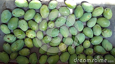 Mango harvest. Mangoes in large quantities are lined up on the cement floor. Closeup photo. Stock Photo