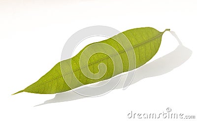 Mango leaf Stock Photo