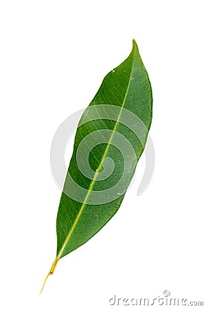 Mango leaf Stock Photo