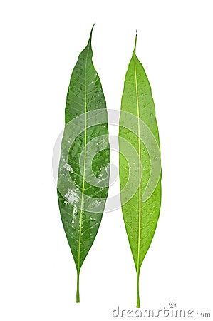 Mango leaf Stock Photo