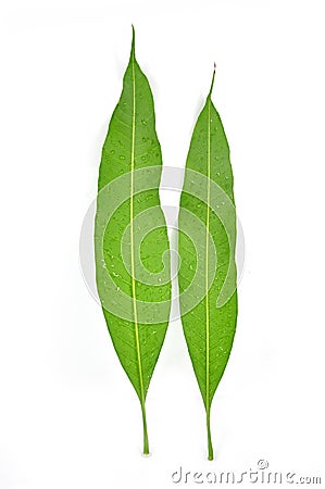 Mango leaf Stock Photo