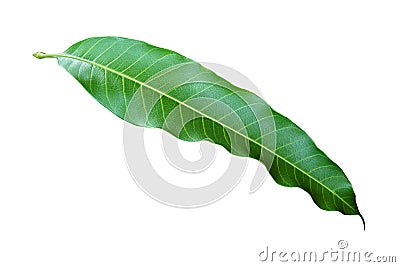 Mango Leaf Isolated on White Background Stock Photo