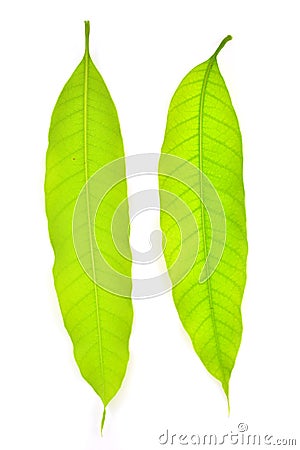 Mango leaf Stock Photo