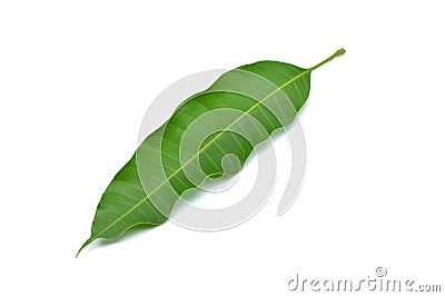 Mango leaf Stock Photo