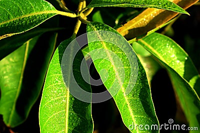 Mango leave young. tender. wall paper greeny. waterdrops Stock Photo