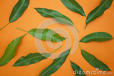 Mango leaves on colorful paper background,concept summer background and product design. Stock Photo