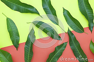 Mango leaves on colorful paper background,concept summer background and product design. Stock Photo