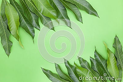 Mango leaves on colorful paper background,concept summer background and product design. Stock Photo