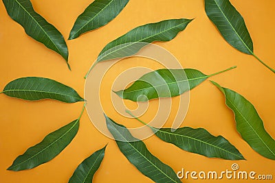 Mango leaves on colorful paper background,concept summer background and product design. Stock Photo