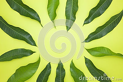 Mango leaves on green paper background,concept summer background Stock Photo