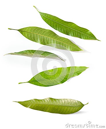 Mango leaves Stock Photo