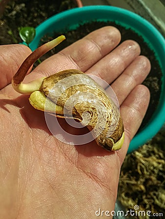 Mango seeds, held in the palm, prepared to be planted. Seed grows in about two weeks Stock Photo