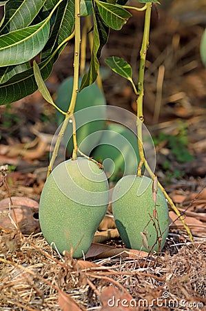 Mango On Thee Of Thailand Stock Photo