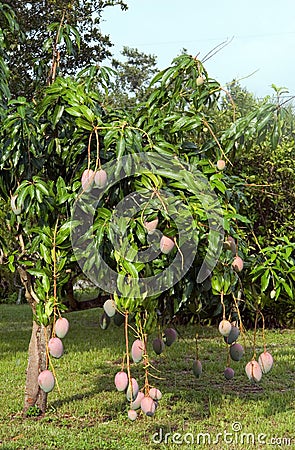 Mango Tree Stock Photo