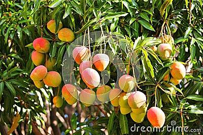 Mango tree Stock Photo