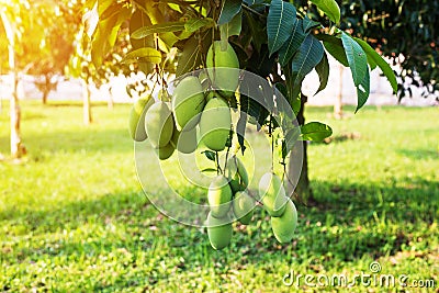 Mango on the tree,Fresh fruit hanging from branches,Bunch of green and ripe mango Stock Photo
