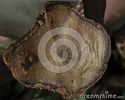 The Texture of Natural Mango Wood Stock Photo