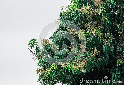 Mango tree on a white background. Stock Photo