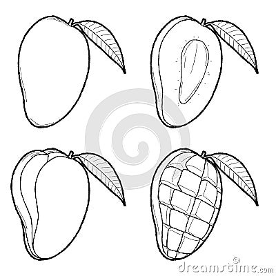 Mango Vector Illustration Hand Drawn Fruit Cartoon Art Vector Illustration