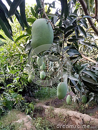 Mangoes beautiful shoot in garden Stock Photo