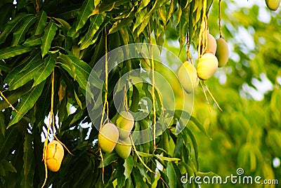 Mangoes Stock Photo