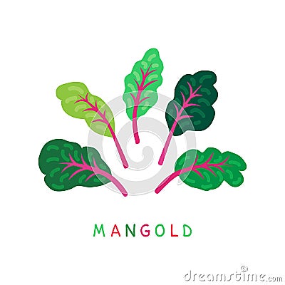 Mangold-01 Vector Illustration