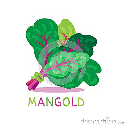Mangold-07 Vector Illustration
