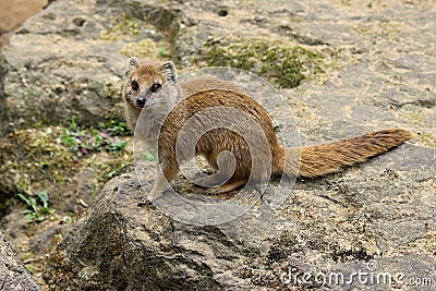 Mangoose fox Stock Photo