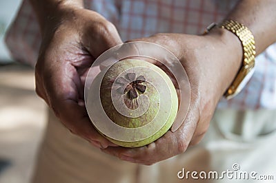 Mangosteen Stock Photo