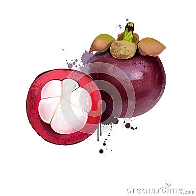Mangosteen and cross section showing thick purple skin and white flesh of queen of friut. Mangosteen. purple mangosteen Garcinia Cartoon Illustration