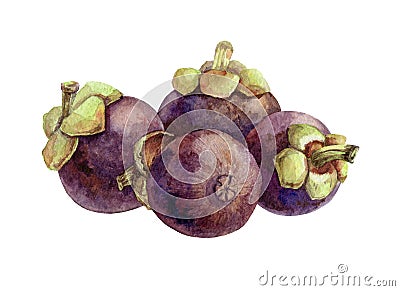 Mangosteen exotic fruit watercolor illustration. A group of tropical delicious organic Garcinia mangostana fruits. Healthy vegetar Cartoon Illustration