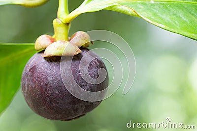 Mangosteen fruit Garcinia mangostana on a tree in the garden Stock Photo