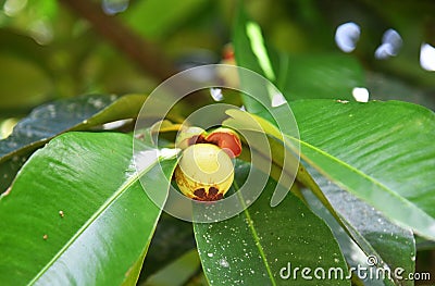 Mangosteen fruit in green young small condition, fresh on the tree Stock Photo