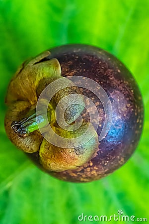 Mangosteen fruit outside top of stem and purple skin on green E Stock Photo