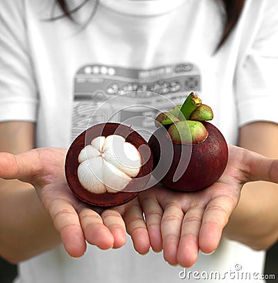 Mangosteen on hand Stock Photo