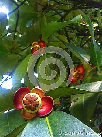 Mangosteen tree Stock Photo