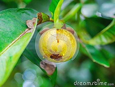 Mangosteen, on tree with green leaf Stock Photo