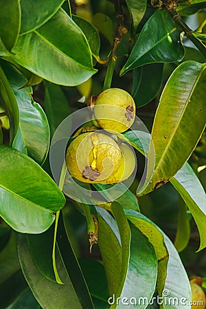 Mangosteen on the tree is a local Thai fruit. Stock Photo