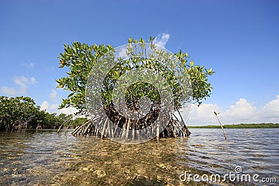 Mangoves and Turtle Grass flats in Biscayne National Park, Florida. Stock Photo