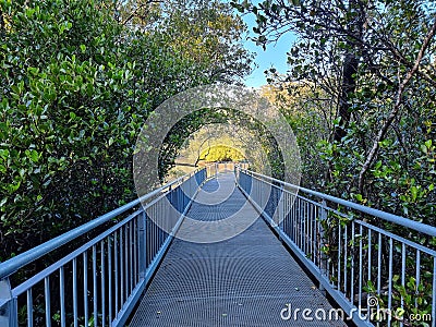 Mangrove Boardwalk at Bobbin Head in the Early in the Morning Stock Photo