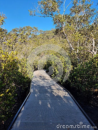 Mangrove Boardwalk at Bobbin Head in the Early in the Morning Stock Photo