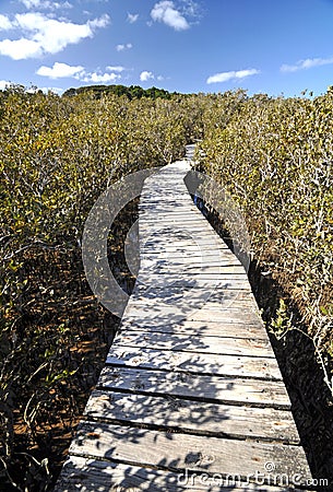 Mangrove boardwalk, Waitangi, New Zealand Stock Photo