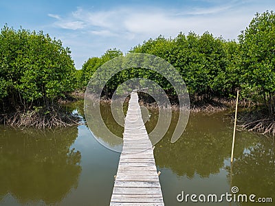 Mangrove Bridge Where People Walk Around Mangrove Tree Stock Photo