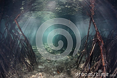 Mangrove Channel Stock Photo