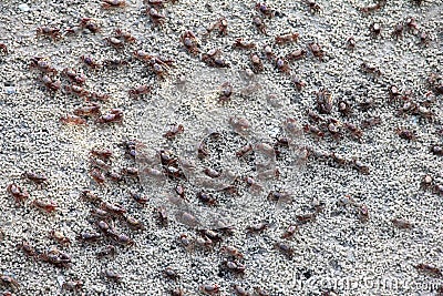 Mangrove Fiddler Crabs Stock Photo