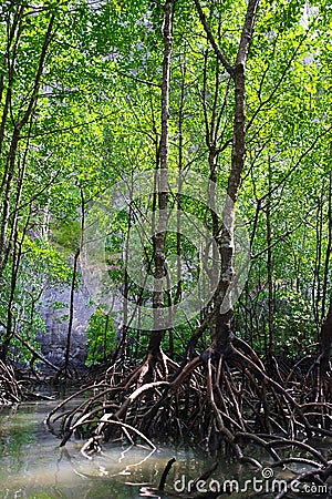 Mangrove Forest Stock Photo