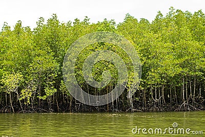 Mangrove forest Stock Photo